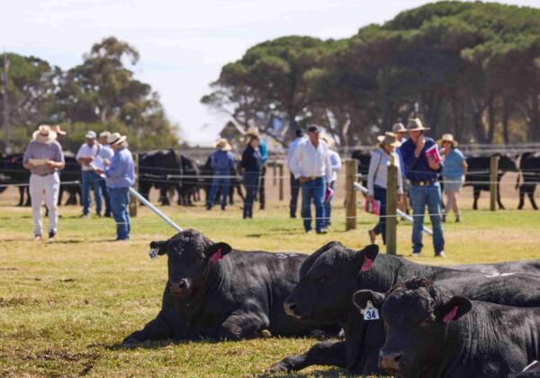 2025 Te Mania Angus Autumn On-property Bull Sale