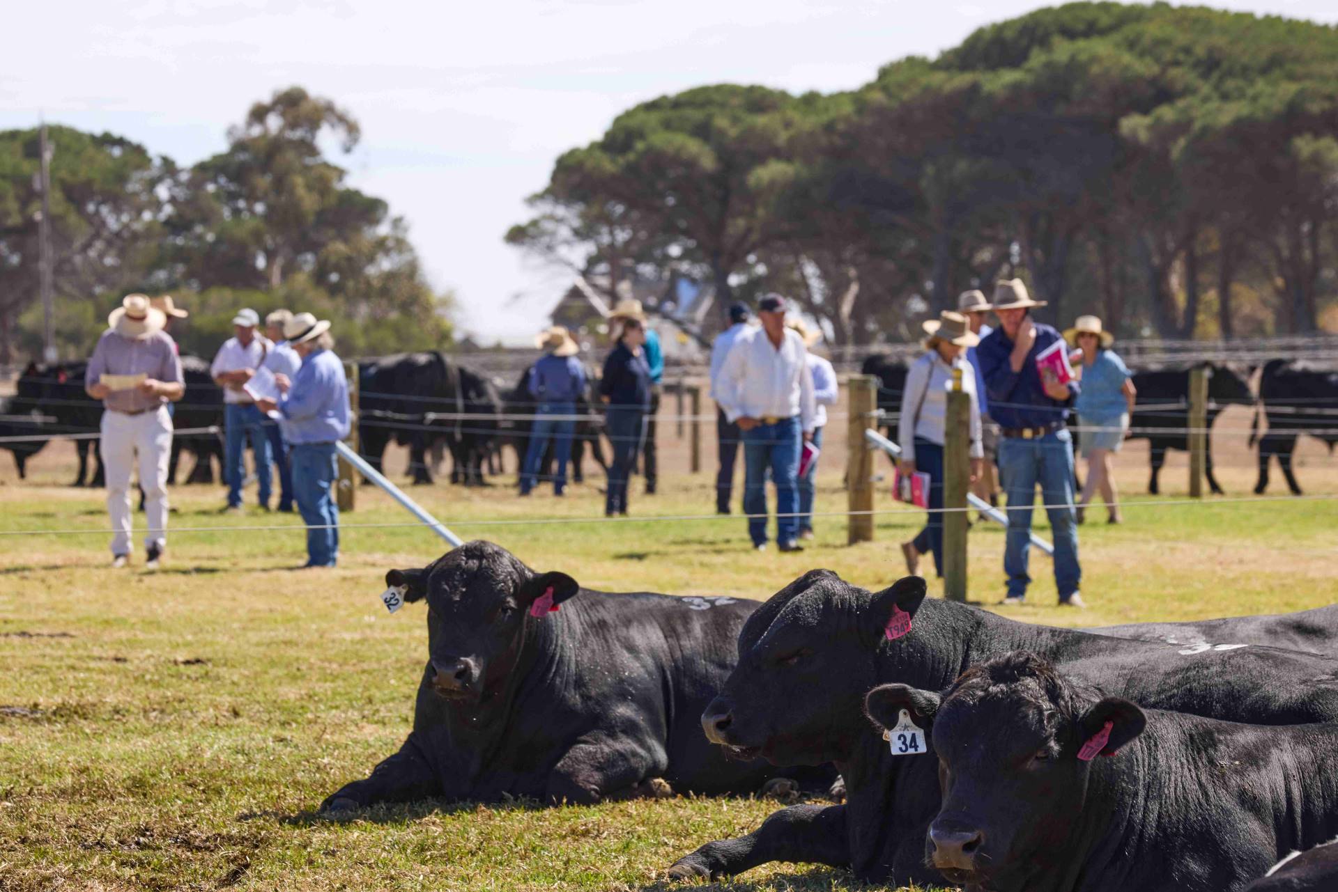 2025 Te Mania Angus Autumn On-property Bull Sale