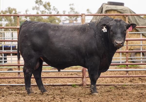 Tma Top Bull Lot 47
