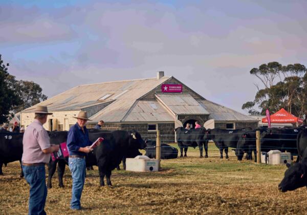 Bull Sale 24 151 Sml