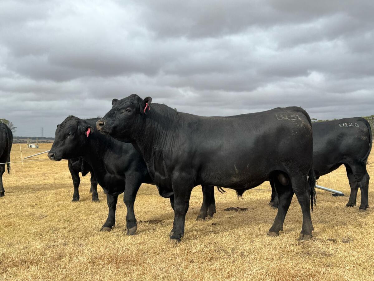 Genetics for Building More Productive Angus Cow Herds
