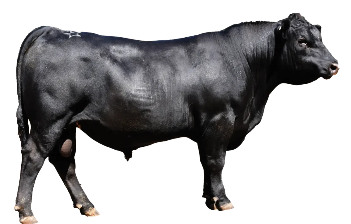 Te Mania Angus Bull