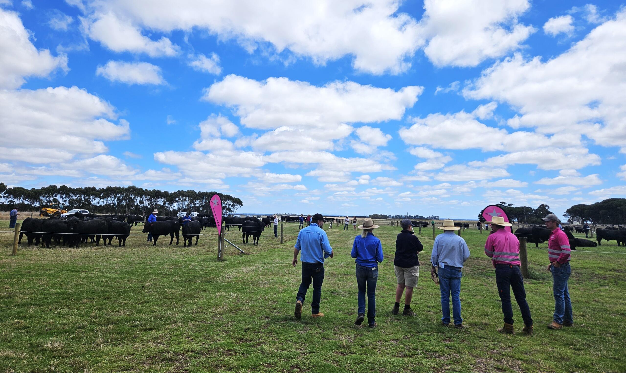 Angus seedstock Te Mania 