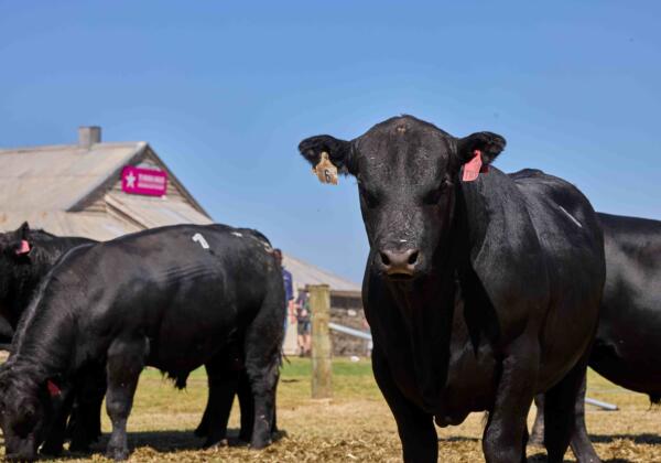Genomics In Angus Breeding
