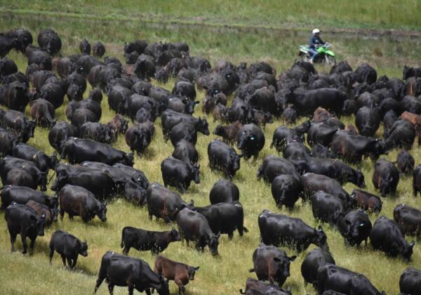 Te Mania Herd (sml)