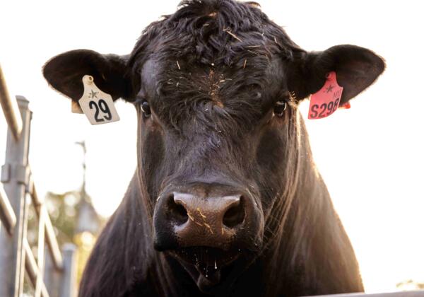 Walgett Bull Face 23 2 (sml)
