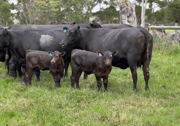 Image 20251124070332888 6ae57321-d421-45e3-8094-b55ad45943f8