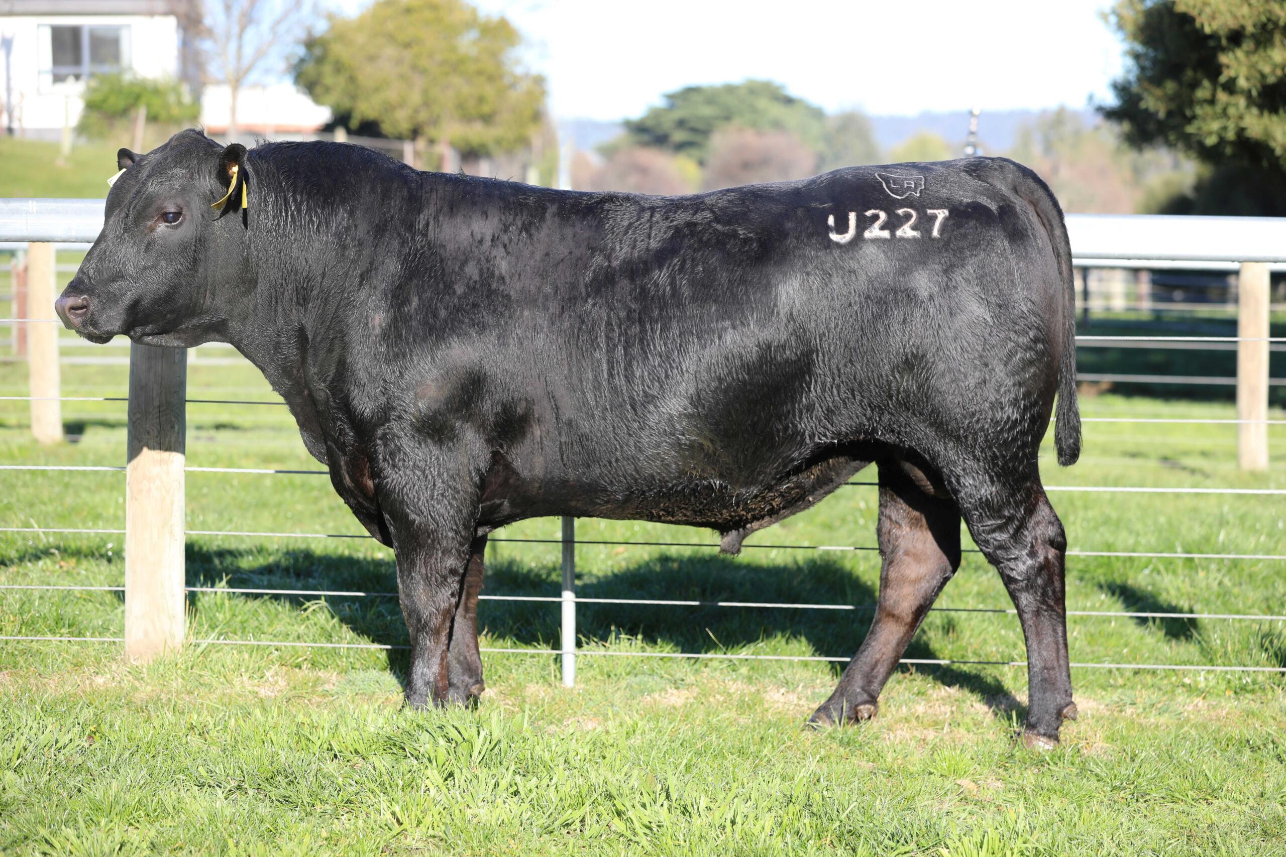 Lot 03 Tfa23u227