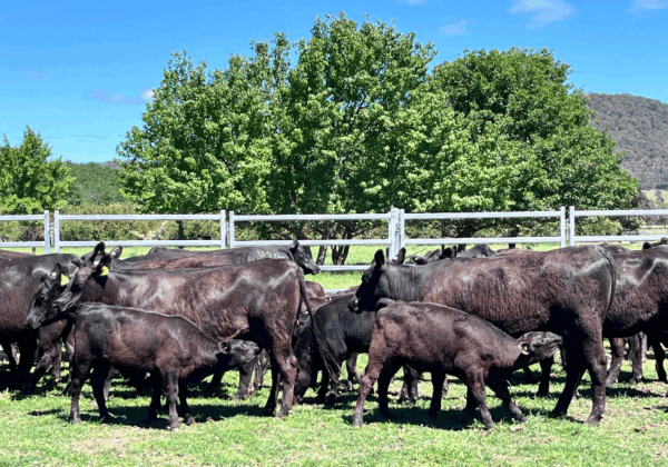 Image 20251124204204306 115f0ea4-3eef-4223-9117-986142dbdaa6