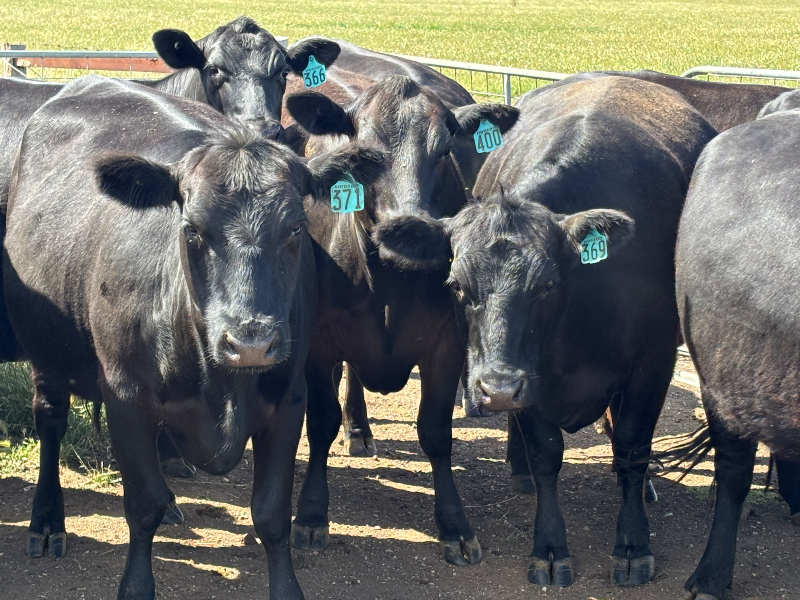 Image 20251127123018863 99057b62-8397-403d-b055-393d134c9408