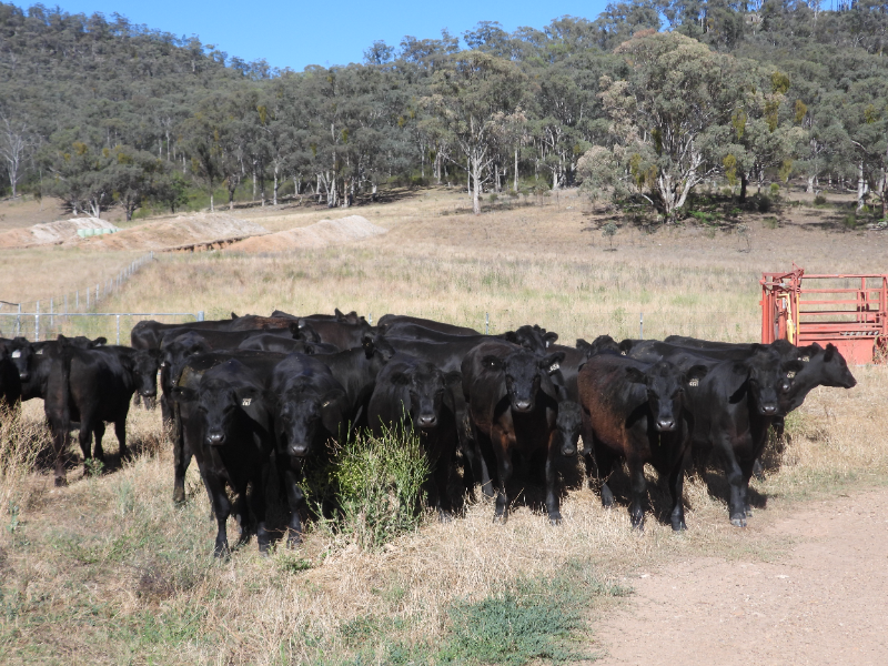 Image 20251202203904213 Baa846ea-0e16-429f-9727-06e0f22db284