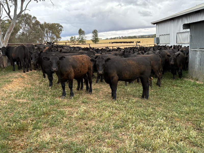 Image 20251204074450497 C046ab80-34cb-4626-9863-a24dd50d3349