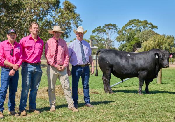 Temania Southern Sale 2026 267