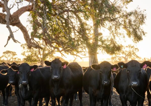 Temania Southern Sale 2026 280