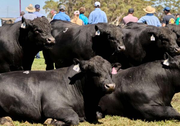 Southern-spring-bull-sale-banner